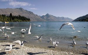 Queenstown Gulls Lake Wakitipu NZ